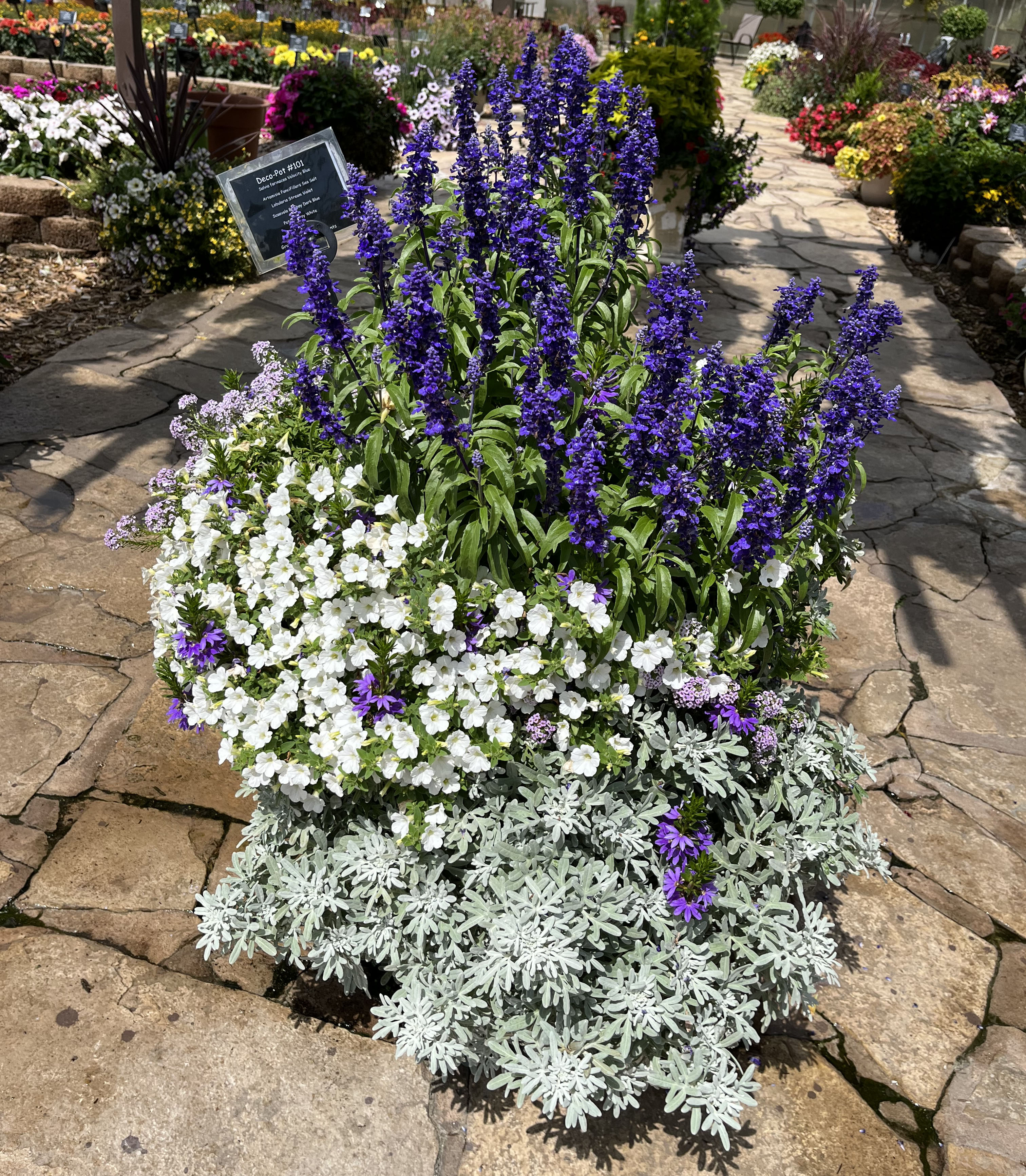 Blue, white and silver combination plants.